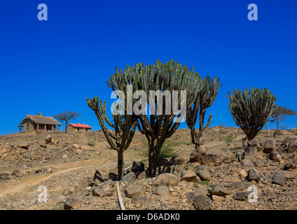 Alte englische Haus mit Euphorbias, Erkowit, Sudan Stockfoto