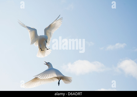 Norwegen, Svalbard-Archipel Spitzbergen. Elfenbein Möwe, Pagophilia Eburnea, Erwachsene jagt anderen Möve entfernt von einer Nahrungsquelle. Stockfoto