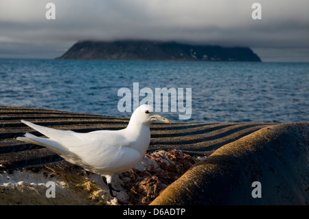 Norwegen, Svalbard-Archipel Spitzbergen. Elfenbein Möwe, Pageophilia Eburnea, fallend ein Finnwal Balaenoptera-Kadaver Stockfoto