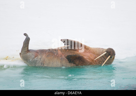 Norwegen, Svalbard-Archipel Spitzbergen. Walross, Eis Odobenus Rosmarus, Erwachsene aus einer Pfanne des Meeres rollt ins Wasser. Stockfoto