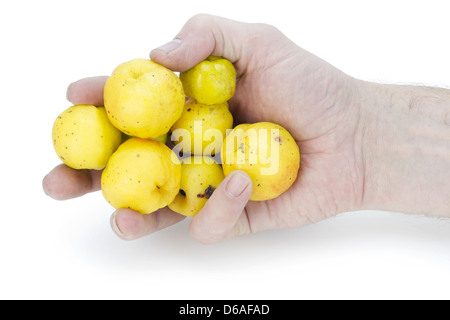 gelbe Früchte der Quitte in der hand Stockfoto