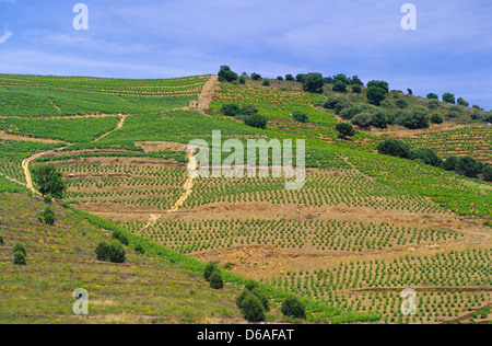 Weinberge von Banyuls Sur Mer, Cote Vermeille, Östliche Pyrenäen, Languedoc-Roussillon, Frankreich Stockfoto