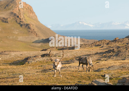 Norwegen Svalbard Archipel Spitzbergen Sassenfjorde Svalbard Rentier Rangifer tarandus platyrhynchus eine kleine Unterart Stockfoto