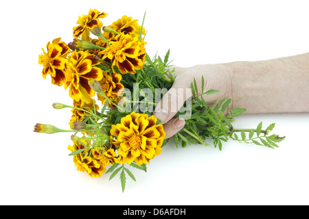 Französische Ringelblumen in der hand Stockfoto