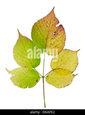 isolierte Herbst Blackberry-Blatt Stockfoto