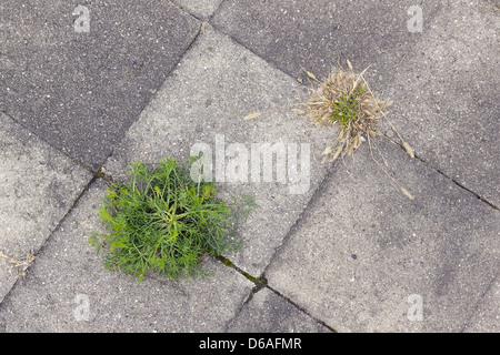 Der Rasen wächst durch Beton Stockfoto
