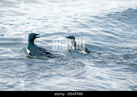 Norwegen, Svalbard-Archipel, Spitzbergen, Sassenfjorden. Brunnich von Guillemot, Uria Lomvia Küken schwimmt mit einer übergeordneten und Köpfe Stockfoto