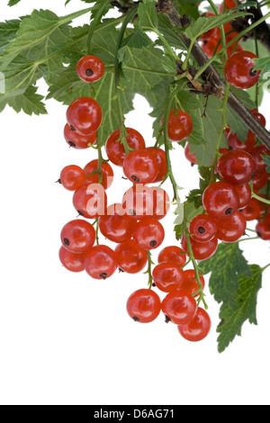 Cluster von roten Johannisbeeren hängen an einem Ast Stockfoto