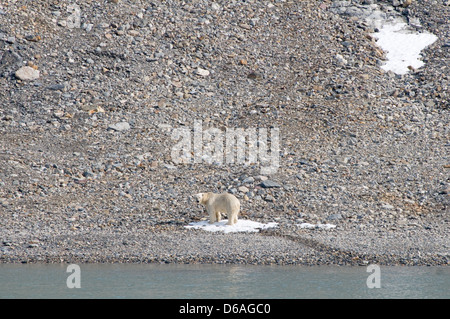 Norwegen, Svalbard-Archipel Spitzbergen. Polar Bär, Ursus Maritimus, Erwachsene an einer felsigen Küste im Sommer. Stockfoto