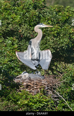 Great Blue Herons at Nest Reiher Küstenvögel Watvögel Natur Tierwelt Umgebung vertikal Stockfoto