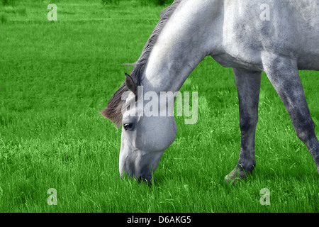 weiße arabische Pferd auf der Wiese Stockfoto