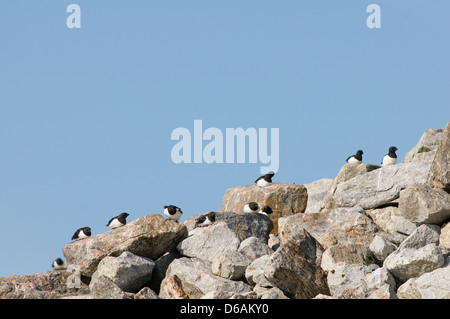 Norwegen, Svalbard-Archipel, Spitzbergen, Hornsund. Little Auk, Alle Alle, die kleinste der Europäischen Auks, Erwachsene nisten Stockfoto