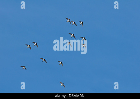 Norwegen, Svalbard-Archipel, Spitzbergen, Hornsund. Little Auk, Alle Alle, die kleinste der Europäischen Auks Herde im Flug. Stockfoto