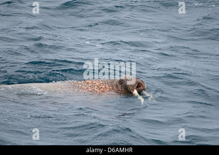 Grönlandsee, Norwegen, Svalbard-Archipel Spitzbergen. Walross, Odobenus Rosmarus Stier im Meer zu schwimmen. Stockfoto