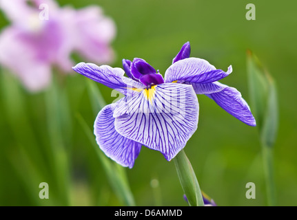 Mehrfarbige Iris Blume in lila und weiß blühen im Garten Blumenbeet Stockfoto