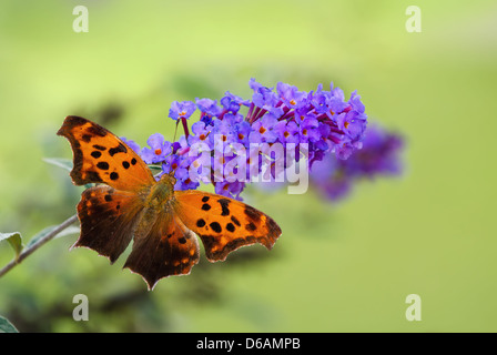 Fragezeichen Schmetterling (Polygonia Interrogationis) auf lila Schmetterlingsstrauch Blumen Stockfoto