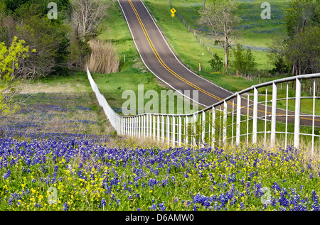 Kornblumen und gelbe Wildblumen entlang der Seite der rollenden Landstraße mit weißen Zaun in Texas Stockfoto