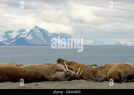 Norwegen, Svalbard-Archipel Spitzbergen. Walross, Odobenus Rosmarus, Herde von Stieren, jung und alt, geschleppt heraus auf einem sandspit Stockfoto