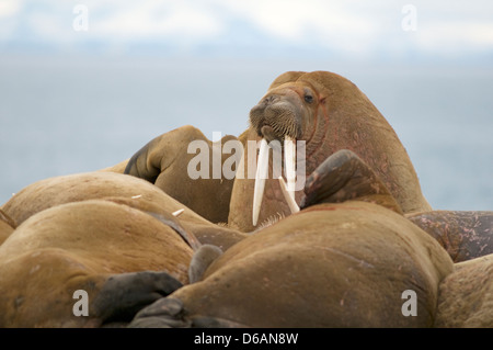 Norwegen, Svalbard-Archipel Spitzbergen. Stier, Walross, Odobenus Rosmarus, Erwachsener mit einer Herde der Männer holte im Ruhezustand Stockfoto