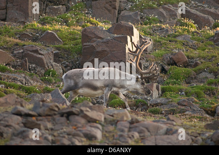 Norwegen Svalbard Archipel Spitzbergen Sassenfjorden Svalbard Rentier Rangifer tarandus platyrhynchus eine kleine Unterart Stockfoto