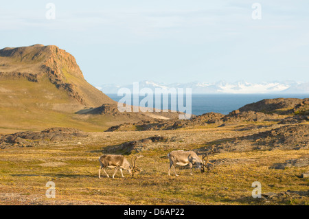 Norwegen Svalbard Archipel Spitzbergen Sassenfjorden Svalbard Rentier Rangifer tarandus platyrhynchus eine kleine Unterart Stockfoto