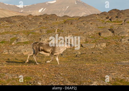 Norwegen Svalbard Archipel Spitzbergen Sassenfjorden Svalbard Rentier Rangifer tarandus platyrhynchus eine kleine Unterart Stockfoto