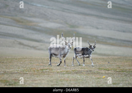 Norwegen Svalbard Archipel Spitzbergen Sassenfjorden Svalbard Rentier Rangifer tarandus platyrhynchus eine kleine Unterart Stockfoto