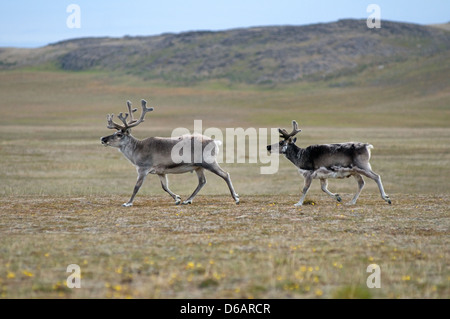 Norwegen Svalbard Archipel Spitzbergen Sassenfjorden Svalbard Rentier Rangifer tarandus platyrhynchus eine kleine Unterart Stockfoto