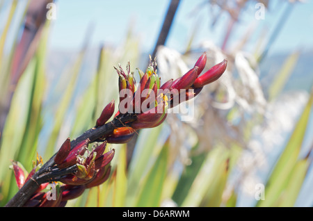 Blumen von Neuseeland Flachs Phormium tenax Stockfoto