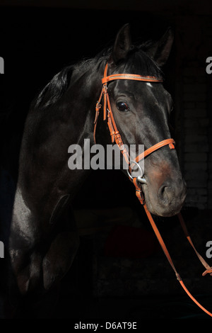 Schwarzen Gurt Pferd Porträt Stockfoto