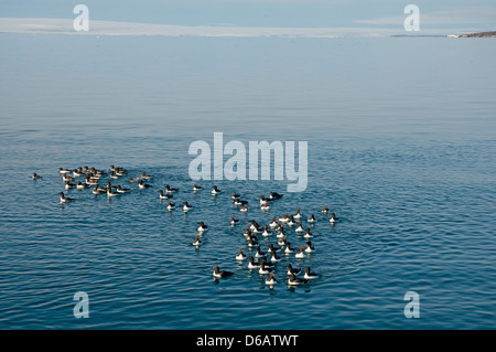 Norwegen, Svalbard-Archipel Spitzbergen. Brunnich von Trottellummen, Uria Lomvia strömen im Sommer in den Gewässern vor der Küste schwimmen. Stockfoto