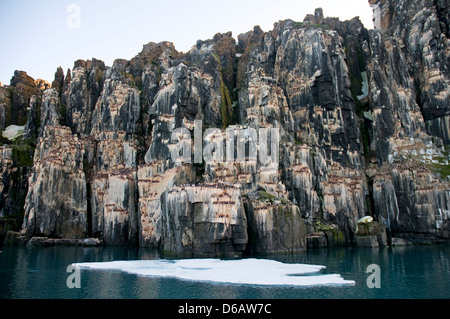 Norwegen, Svalbard-Archipel, Spitzbergen, Sassenfjorden. Brunnich von Guillemot, Uria Lomvia Erwachsene Nest auf Klippen im Sommer. Stockfoto