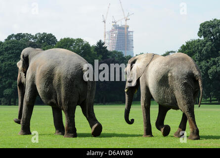 Der indische Elefant Karla (46) und der afrikanische Elefant Maschibi (36, R) gehen durch Ostpark vor der EZB-Baustelle in Frankfurt Am Main, Deutschland, 9. August 2012. Die Zirkus-Elefanten begrüße die Veränderung im Park. Foto: ARNE DEDERT Stockfoto