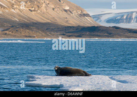 Norwegen, Svalbard-Archipel Spitzbergen. Erwachsenen bärtigen Dichtung, Erignathus Barbatus, auf einer Eisscholle im Sommer. Stockfoto