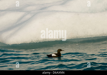 Norwegen, Svalbard-Archipel Spitzbergen. Taube Guillemot, Cepphus Columba, Erwachsenen schwimmen neben Meereis im Sommer. Stockfoto