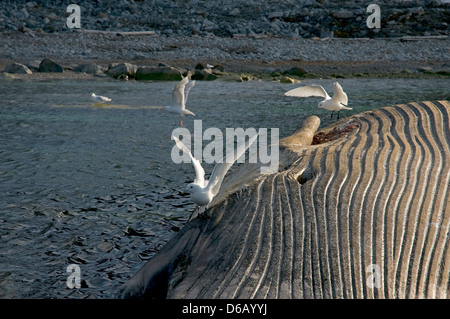 Norwegen, Svalbard-Archipel Spitzbergen. Elfenbein Möwe, Pageophilia Eburnea, Erwachsene aufräumen den Kadaver ein Finnwal Stockfoto