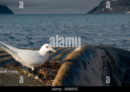 Norwegen, Svalbard-Archipel Spitzbergen. Elfenbein Möwe, Pageophilia Eburnea, fallend ein Finnwal Balaenoptera-Kadaver Stockfoto