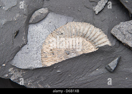 (DATEI) Eine Archivfoto vom 5. Oktober 2011 zeigt die Überreste eines Ammoniten auf eine Platte aus Ölschiefer in Dormettingen, Deutschland. Foto: Tobias Kleinschmidt Stockfoto