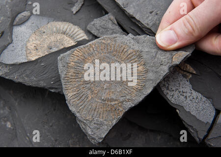 (DATEI) Eine Archivfoto vom 5. Oktober 2011 zeigt die Überreste eines Ammoniten auf eine Platte aus Ölschiefer in Dormettingen, Deutschland. Foto: Tobias Kleinschmidt Stockfoto