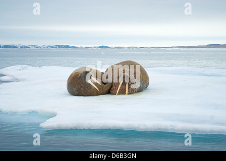 Grönlandsee, Norwegen, Svalbard-Archipel Spitzbergen. Walross, Odobenus Rosmarus paar Erwachsene ruhen auf schwimmenden Meereis Stockfoto