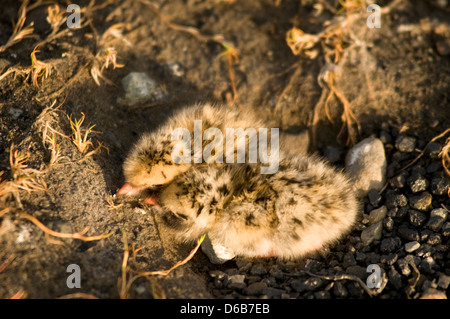 Norwegen, Svalbard-Archipel, Spitsbergen, Longyearbyen. Küstenseeschwalbe Sterna Paradisaea Neugeborenes Küken Schlaf in ihrem nest Stockfoto