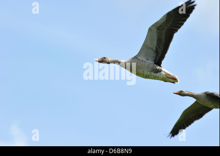 Paar Gänse fliegen über Kopf vor einem strahlend blauen Himmel Stockfoto