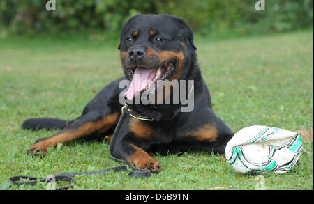 Ein Rottweiler Hund wartet auf den Beginn des Rottweiler Weltmeisterschaft in Rottweil, Deutschland, 24. August 2012. Mehr als 50 Hunde und ihre Besitzer aus 18 Ländern konkurrieren um den WM-Titel in verschiedenen Wettbewerben. Foto: FRANZISKA KRAUFMANN Stockfoto