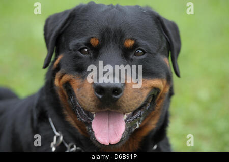 Ein Rottweiler Hund wartet auf den Beginn des Rottweiler Weltmeisterschaft in Rottweil, Deutschland, 24. August 2012. Mehr als 50 Hunde und ihre Besitzer aus 18 Ländern konkurrieren um den WM-Titel in verschiedenen Wettbewerben. Foto: FRANZISKA KRAUFMANN Stockfoto