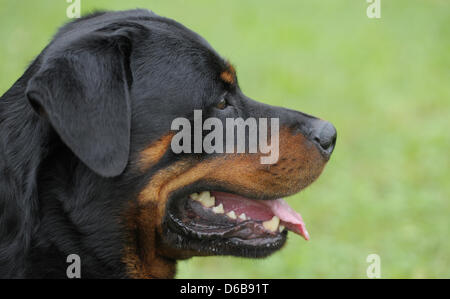 Ein Rottweiler Hund wartet auf den Beginn des Rottweiler Weltmeisterschaft in Rottweil, Deutschland, 24. August 2012. Mehr als 50 Hunde und ihre Besitzer aus 18 Ländern konkurrieren um den WM-Titel in verschiedenen Wettbewerben. Foto: FRANZISKA KRAUFMANN Stockfoto