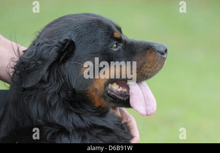 Ein Rottweiler Hund wartet auf den Beginn des Rottweiler Weltmeisterschaft in Rottweil, Deutschland, 24. August 2012. Mehr als 50 Hunde und ihre Besitzer aus 18 Ländern konkurrieren um den WM-Titel in verschiedenen Wettbewerben. Foto: FRANZISKA KRAUFMANN Stockfoto