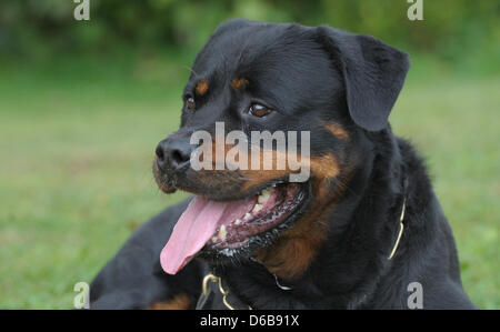 Ein Rottweiler Hund wartet auf den Beginn des Rottweiler Weltmeisterschaft in Rottweil, Deutschland, 24. August 2012. Mehr als 50 Hunde und ihre Besitzer aus 18 Ländern konkurrieren um den WM-Titel in verschiedenen Wettbewerben. Foto: FRANZISKA KRAUFMANN Stockfoto