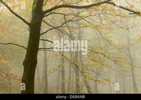 Herbstliche Bäume eingehüllt in Nebel in Beacon Hill Wald, Somerset, UK. Stockfoto