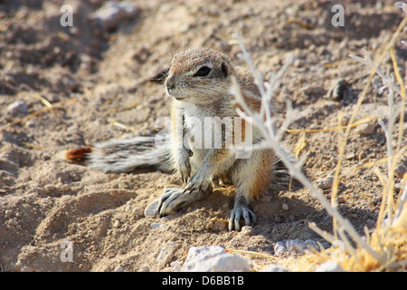 Namibische wildes Leben Stockfoto