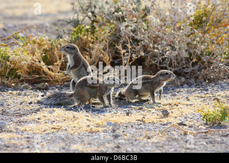 Namibische wildes Leben Stockfoto